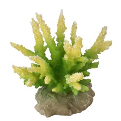 Coral hydnopora 9,5x8,5x10,5cm citron vert