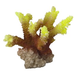 Coral acropora 10x9x10cm jaune