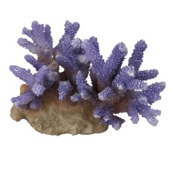 Coral acropora 15,5x12x10cm mauve