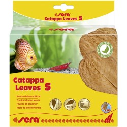 Sera Catappa leaves s 10-15 cm