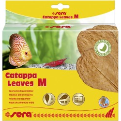 Sera Catappa leaves m 16-20 cm