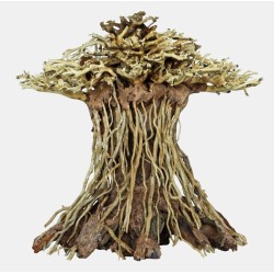 Sf bonsai mushroom medium